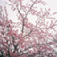 id:harunototan
