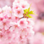 id:hatsumisa