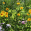 id:herb-mint_2006