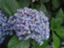 id:hibiarekore