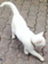 id:hibinichijo