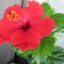 id:hibiscus5775