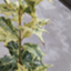 id:hiiragitama