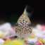 id:hikanecory