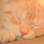 id:hinamama_nyanko