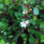 id:hinamitsuki