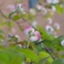 id:hirakesesamine