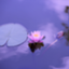 id:hiro0x