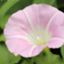 id:hirugao176