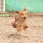 id:hito-inu