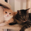 id:hitsujiirogarden