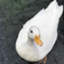 id:horiuchi_koro