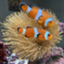 id:hoshikuzunoumihedive