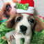 id:houyokudou