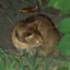 id:ichiouningen