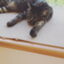 id:igarashi1963