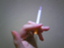 id:ikuikuko