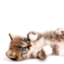 id:inotama82
