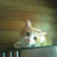 id:ita-nyoronyoro