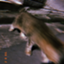 id:iwskk1t