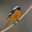 id:japanesetit