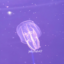 jellyfish47