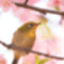 野田 純也