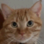 猫ザル