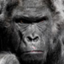id:kabushiki-gorilla