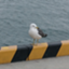 id:kacyw
