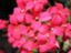 id:kalanchoe35