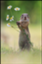 id:kamikami4444