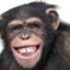 id:kangaeru_chimpanzee