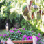 id:kanpo-herbs