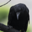 id:karasu_poke