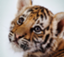 id:katteniyatteruyo