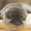 id:kawauso_05410
