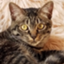 id:kazuneko7711