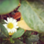 id:keiko_flower