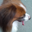 id:kennel-s