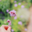 id:kennkou_beautiful