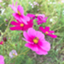 id:kerokeropurin
