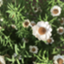 id:kghinata