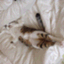 サバねこ主義