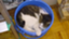 id:ki-yo-fp-kobo