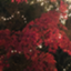 id:kidia