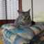 id:kiji5293