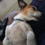 id:kind-dog