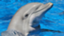 id:kingdolphin