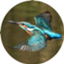 id:kingfisher_flab